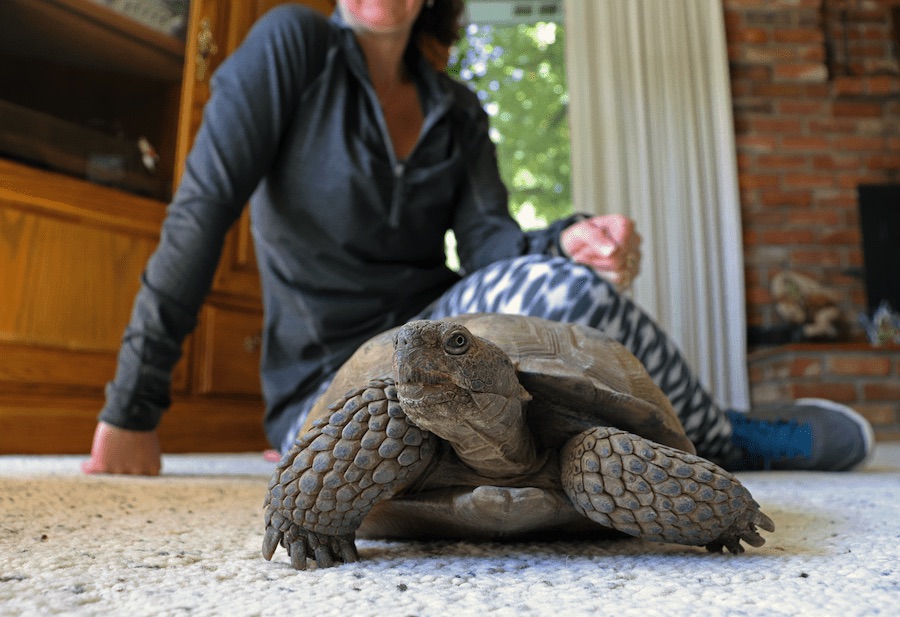 Tortoise on carpeted floor in a living room, with a woman in a grey sweatshirt sitting behind it.