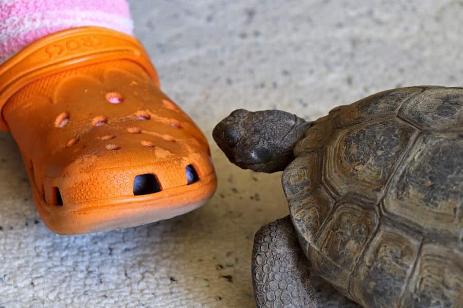 A tortoise looks at an orange plastic shoe.