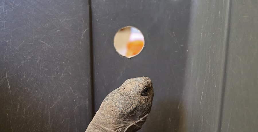 A tortoise's head can be seen inside a gray box with a small round the shows a glimpse of what lies outside.