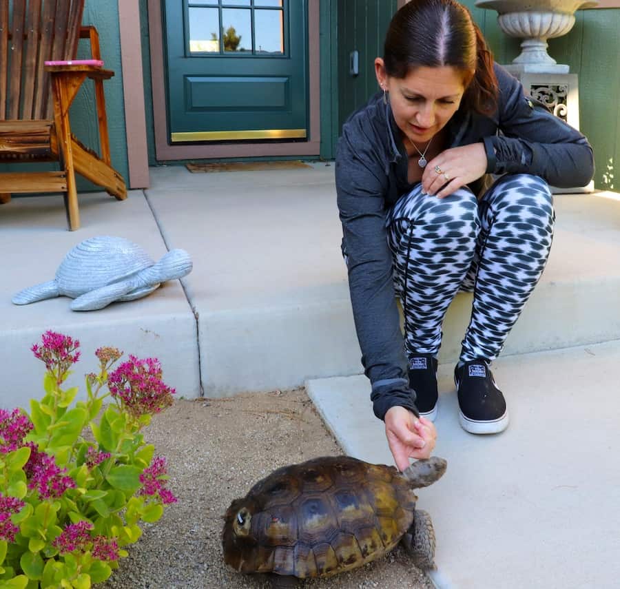 A women with dark hair and wearing a gray sweatshirt squats on a patio and pets a tortoise.