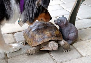 A dog sniffs a tortoise, which stands next to a squirrel statuette.