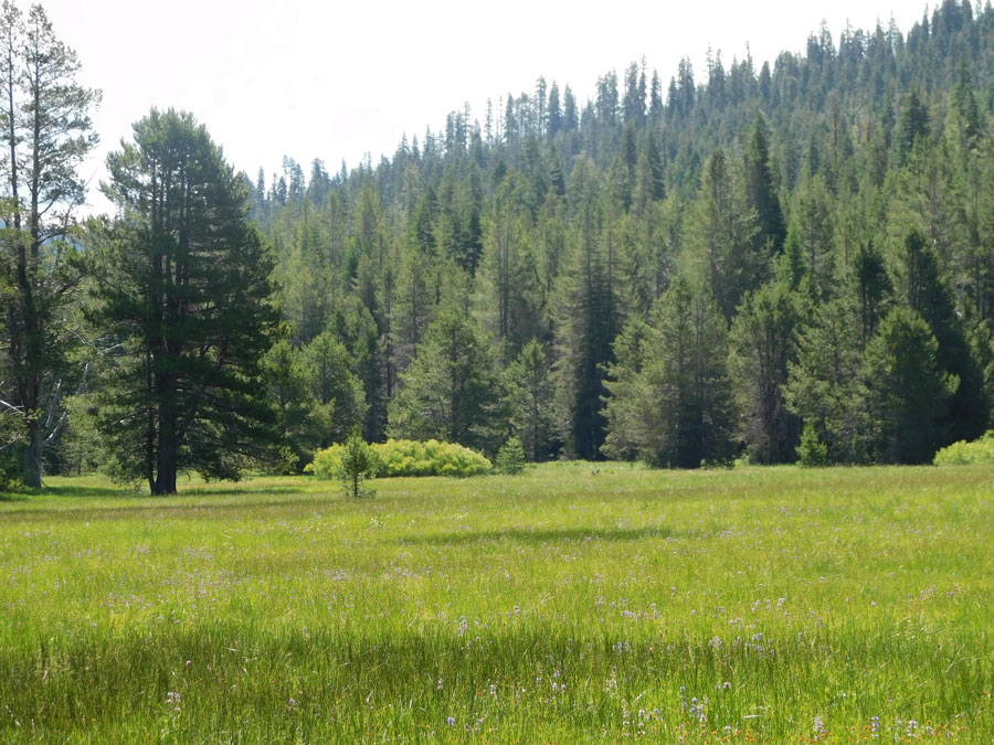 High-mountain meadow with tall grass, surrounded by tall pines.