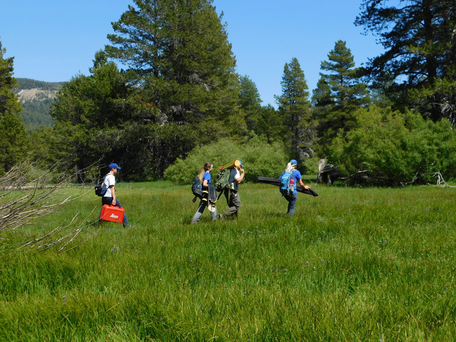 Four people walking across a green meadow, with tall trees in the background.