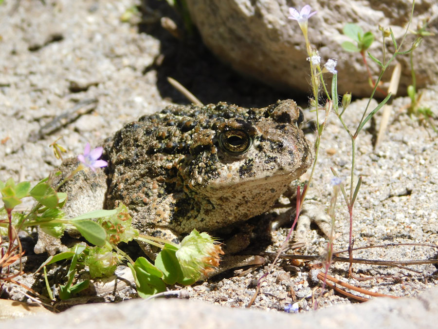 A frog crouches by a wildflower in a rocky landscape.