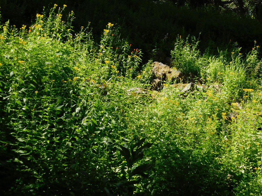A mass of yellow flowers atop leafy, green stalks.