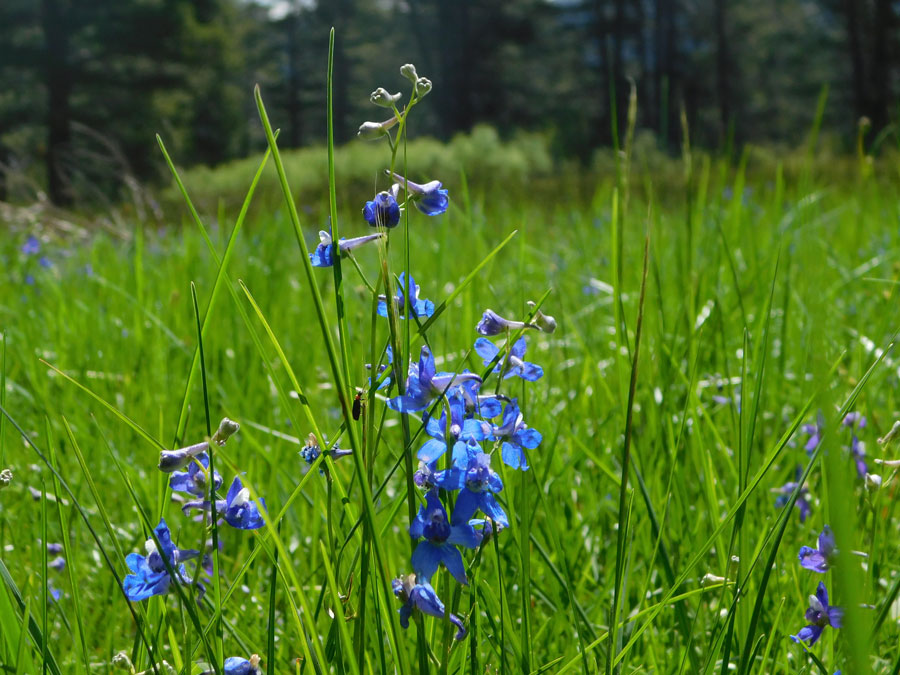 Deep blue orchid-like flowers on a stalk against a background of tall, green grass.