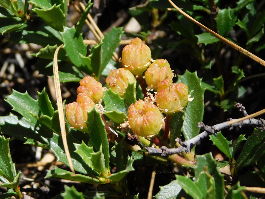 Low-growing plant with holly-like leaves and pale yellow-and-orange flowers shaped like raspberries.