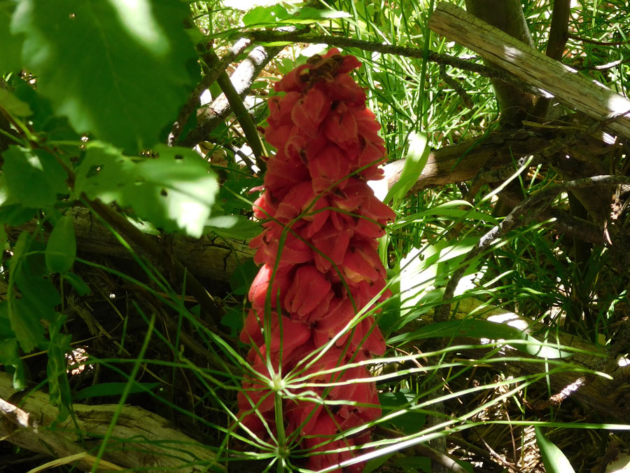 A stalk with dark red, downward-pointing flowers.