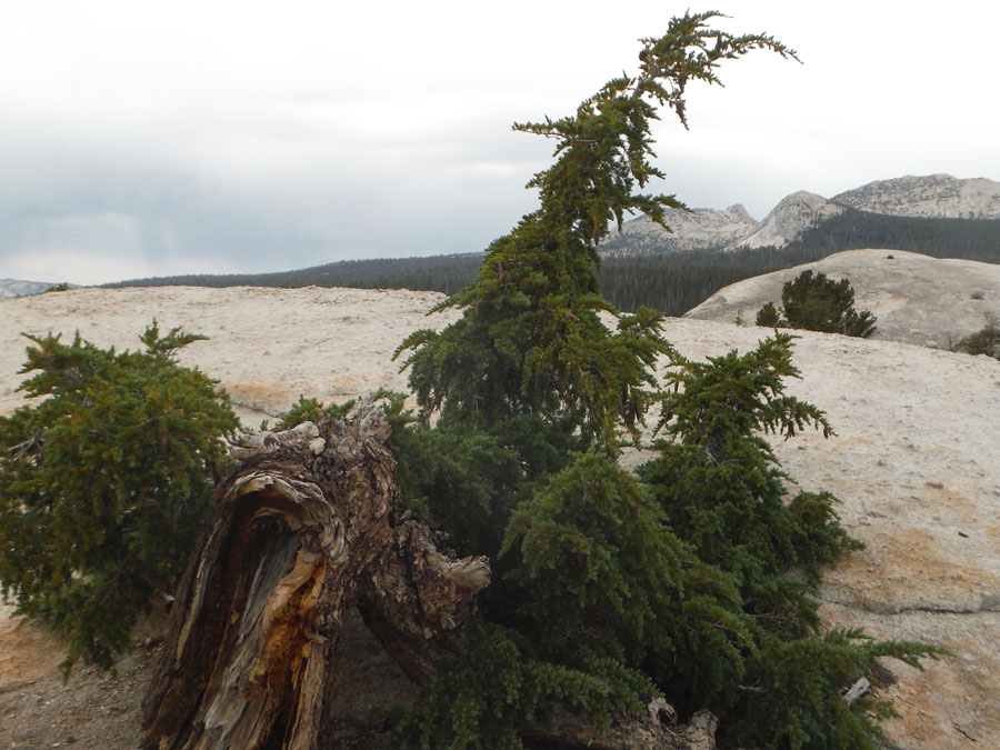 a smallish tree on top of a bare mountain dome, with other bare mountaintops in the distance.