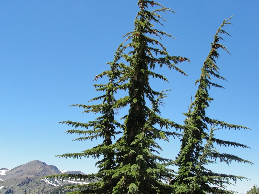 Three tall trees against a blue sky, with a bare mountaintop in the distance.