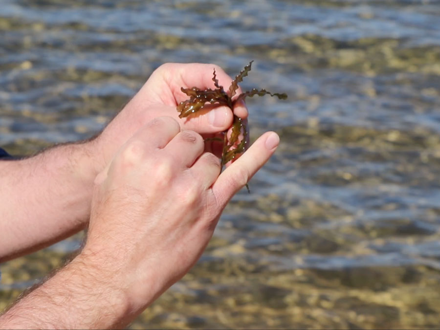 A white man's hands holding a small piece of a water plant, with shallow water of lake in the background.