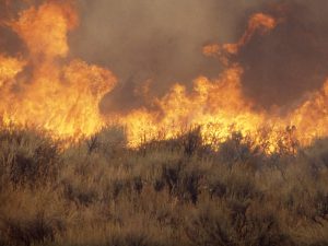 A grass fire burns with invasive cheatgrass in the foreground