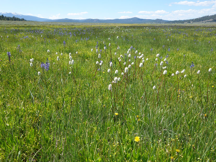 Landscape shot with tall green grass, white and yellow flowers, and mountains in the distance.	