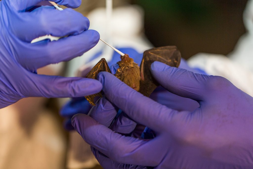 Researchers wearing purple gloves hold a bumblebee bat and swab its mouth to test for viruses.