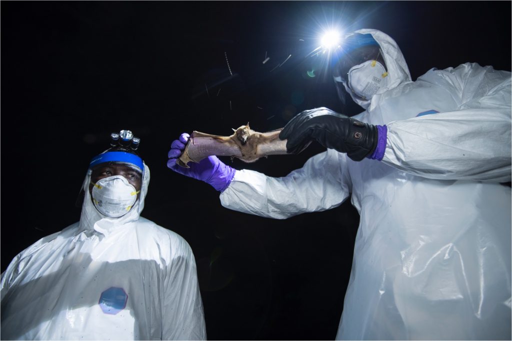 Two researchers hold up a bat in Sierra Leone.