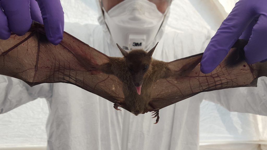 A scientist wearing white protective gear holds up an anesthetized fruit bat.