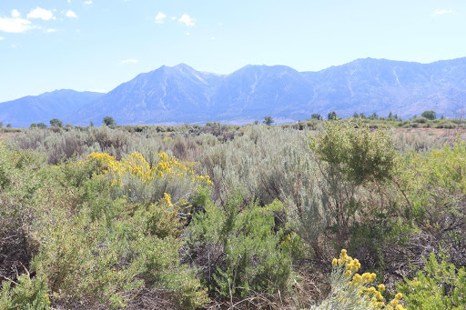 Sagebrush in Nevada