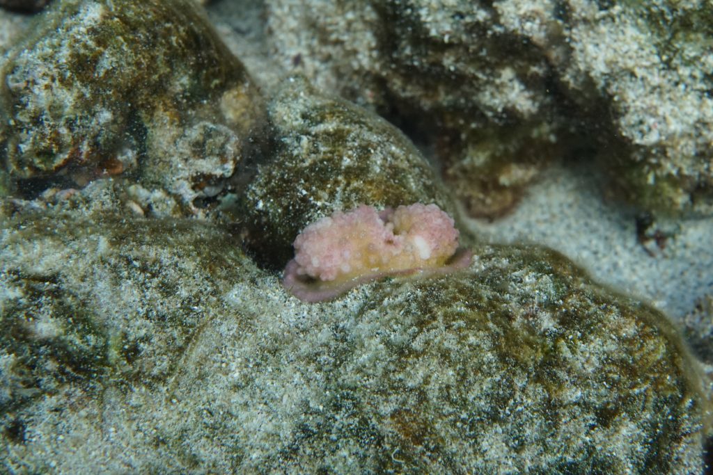 Photo of a baby coral in Kahaluu Bay