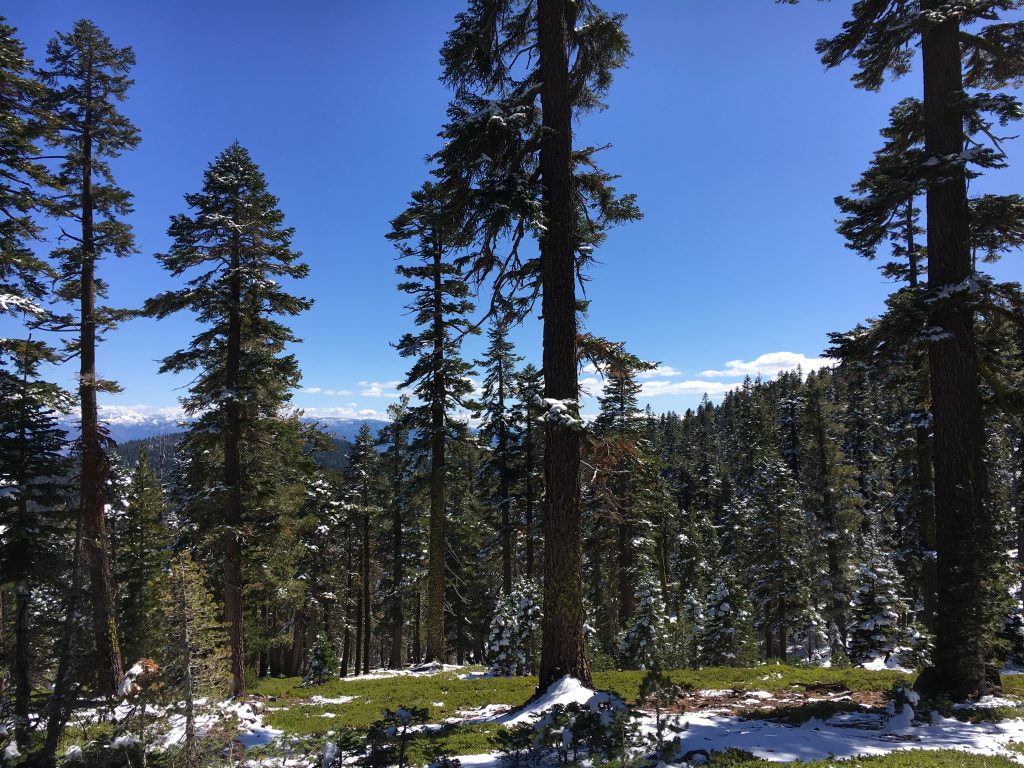 Photo of the Sagehen Creek area, just north of Truckee, California. Tall pine trees with patchy snow on the ground.