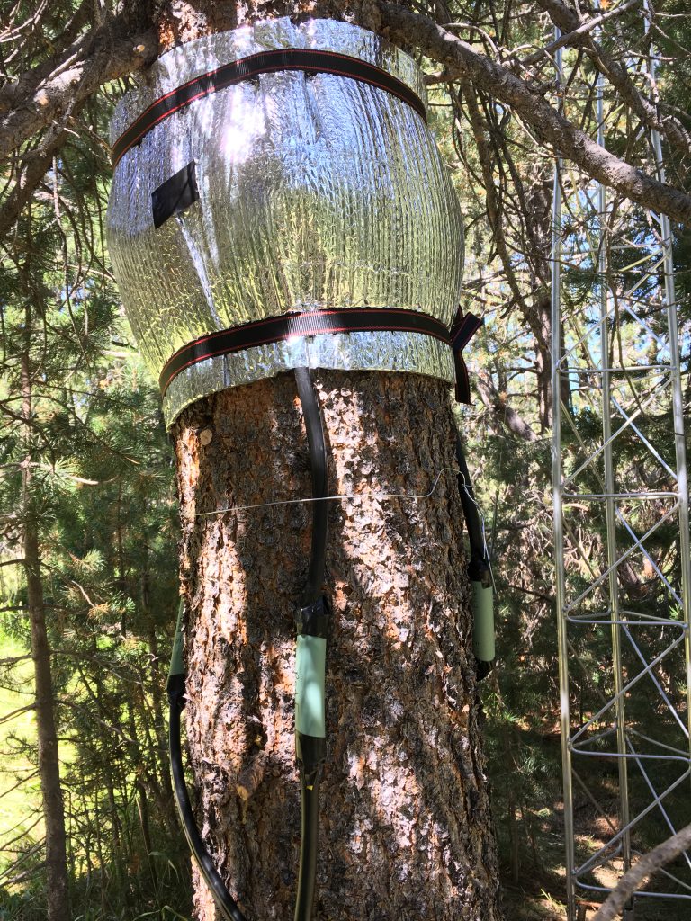 A reflective material is wrapped around a pine tree, with sensors below it.