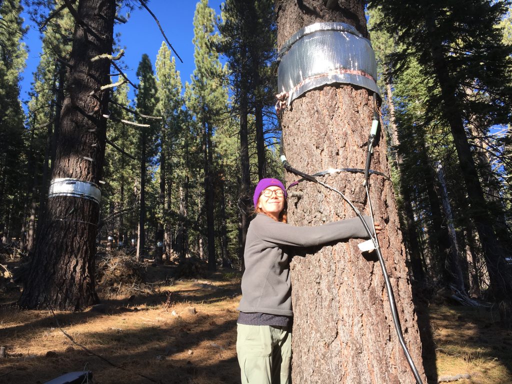 Ava Cooper hugs a pine tree that is equipped with a sensor.