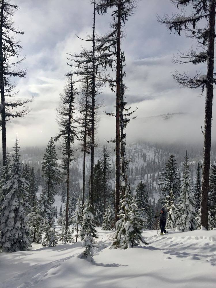 A skier stands amid snow-covered trees in the backcountry of Montana