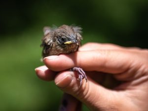 A human hand holds a small bird