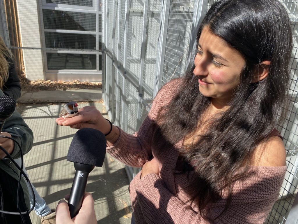 Valentina Alaasam, a research in Dr. Ouyang's lab, holds a zebra finch