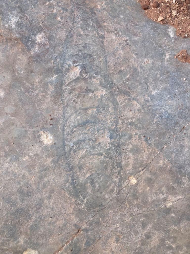 A large fossil is embedded in rock