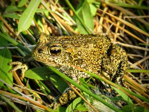 A photo of the Dixie Valley Toad. It is green with black speckles and brown spots.