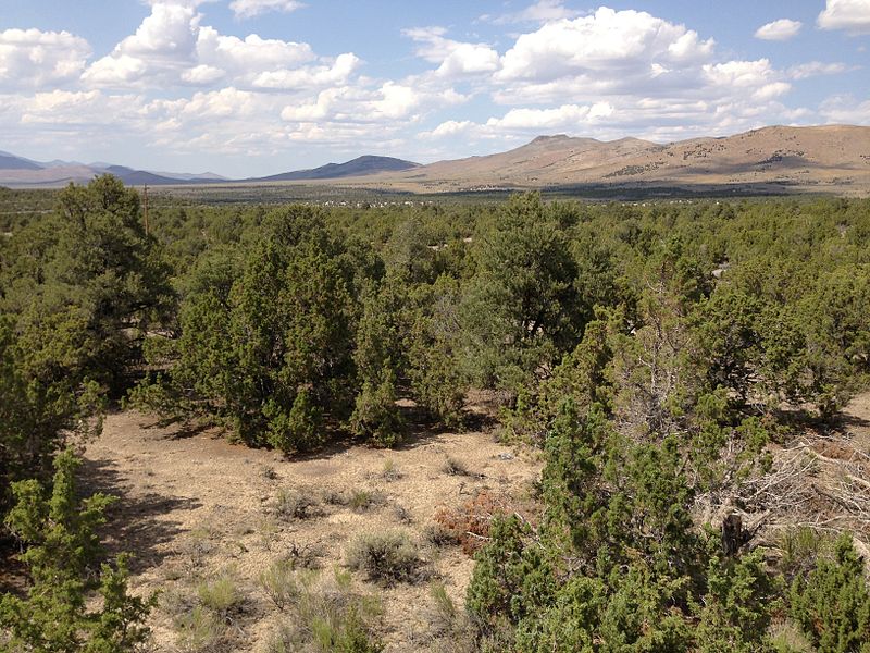 Single-leaf Pinyon and Utah Juniper woodland along Interstate 80 in the Wood Hills of Elko County, Nevada. Wikimedia Commons