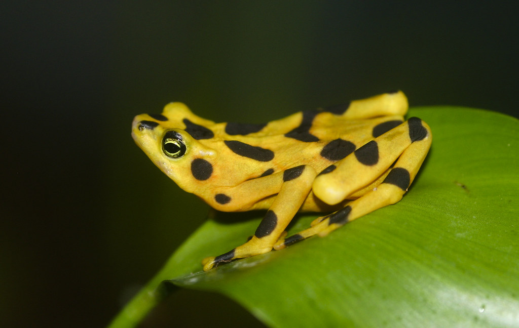A yellow frog with black spots sits on a green leaf