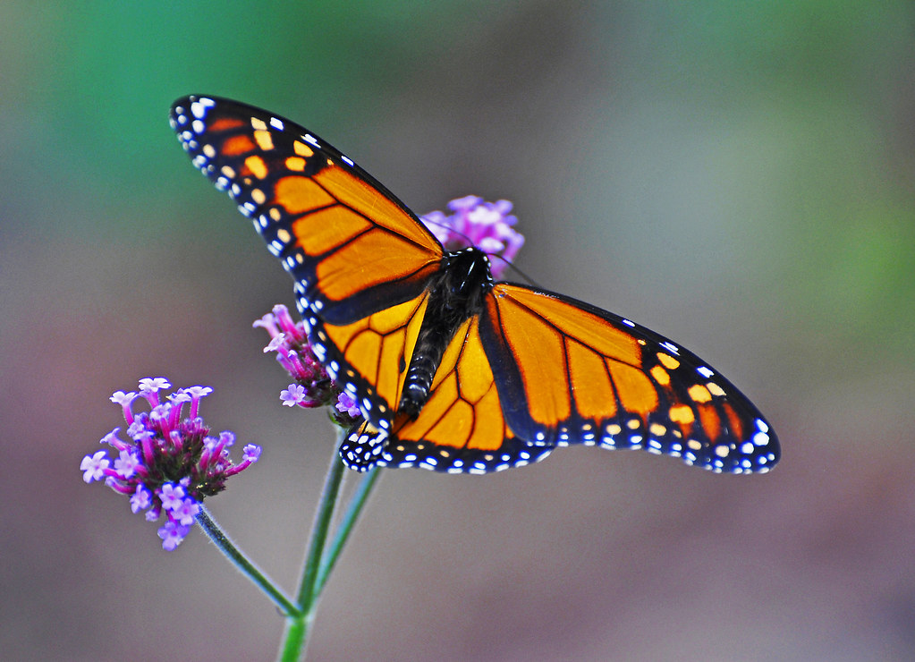 A monarch butterfly rests on purple flowers