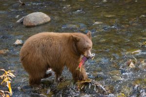 Black bear with salmon in its mouth