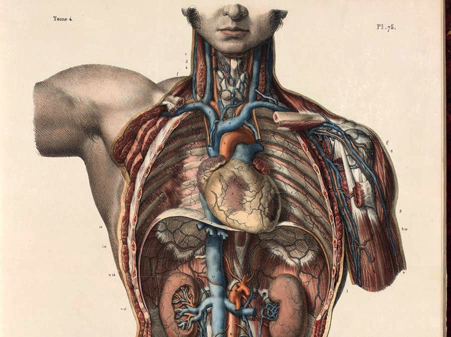 18th century medical illustration of the interior of a human male thorax and abdomen.