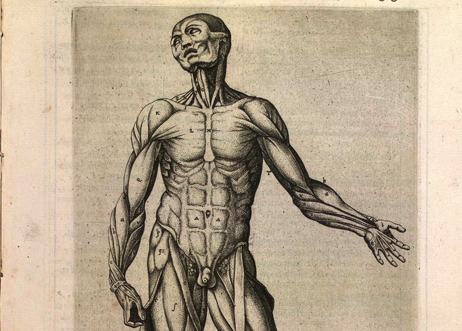 16th century print of male figure, showing superficial dissection of the upper body.