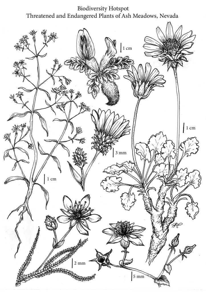 "Biodiversity Hotspot - Threatened and Endangered Plants of Ash Meadows, Nevada." Black and white pencil or pen-drawn plants, with millimeters designated for size and scale. There are tall leafy plants, small flowers, large flowers.