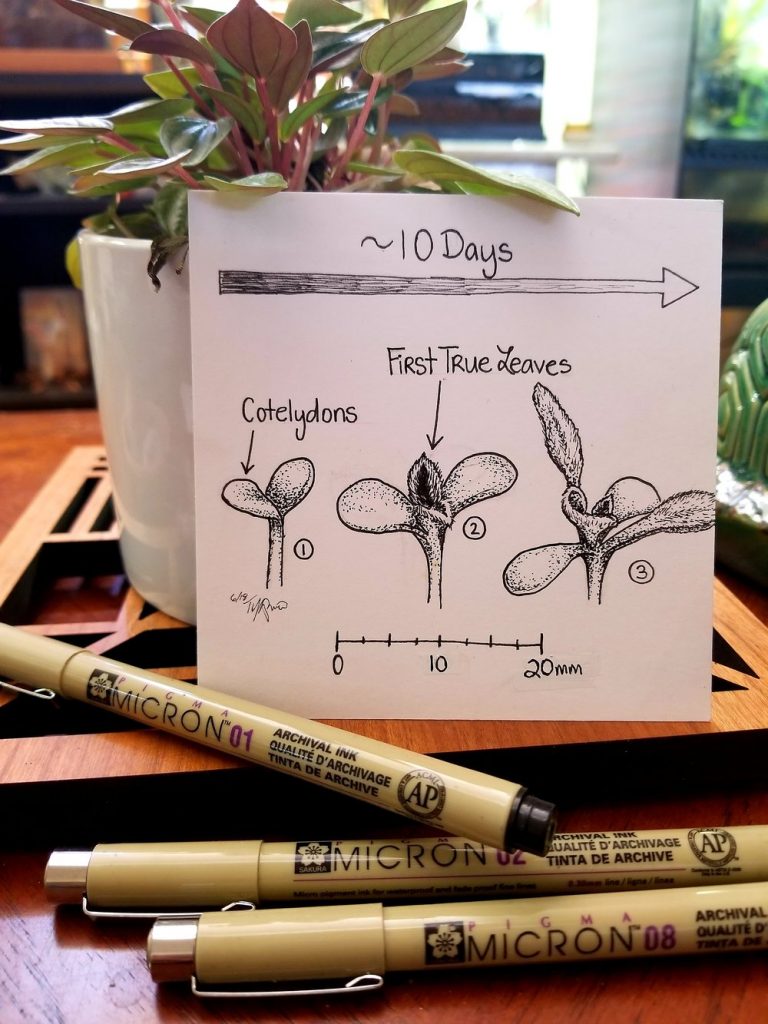 A piece of white paper rests on a potted plant. The paper has a drawing on it that details the first 10 days of a Cotelydon getting its first leaves. Three black pens are in the foreground of the picture.