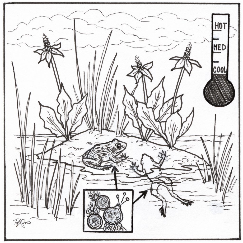 Two frogs are on a patch of land surrounded by water. One frog is alive and one frog appears to be dead. There are grasses growing in the water and flowers growing on the land. A thermometer is in the top right of the scene that says it is "cool" and a close-up box is showing what the frogs look like up close.
