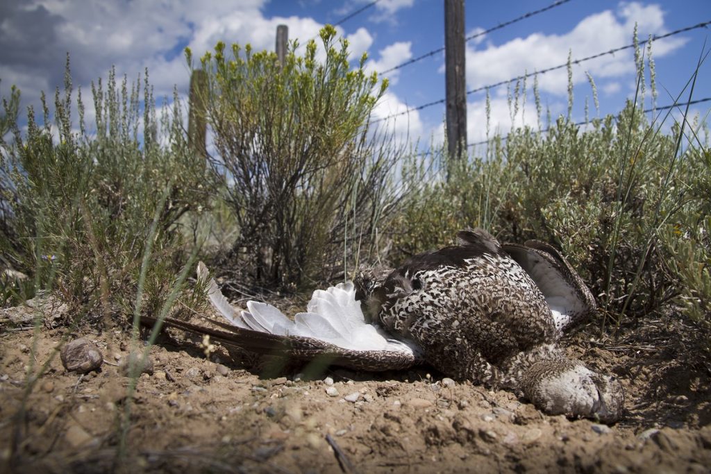 A Greater sage grouse hen lies dead on the ground. Behind her, there is a barbed-wire fence