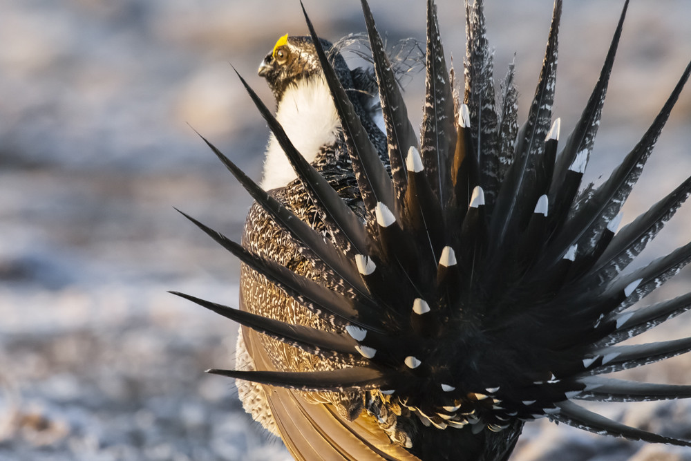 A male Greater sage grouse, as seen from behind. The male is fanning out his sharp, white-striped tail feathers in a courtship gesture.