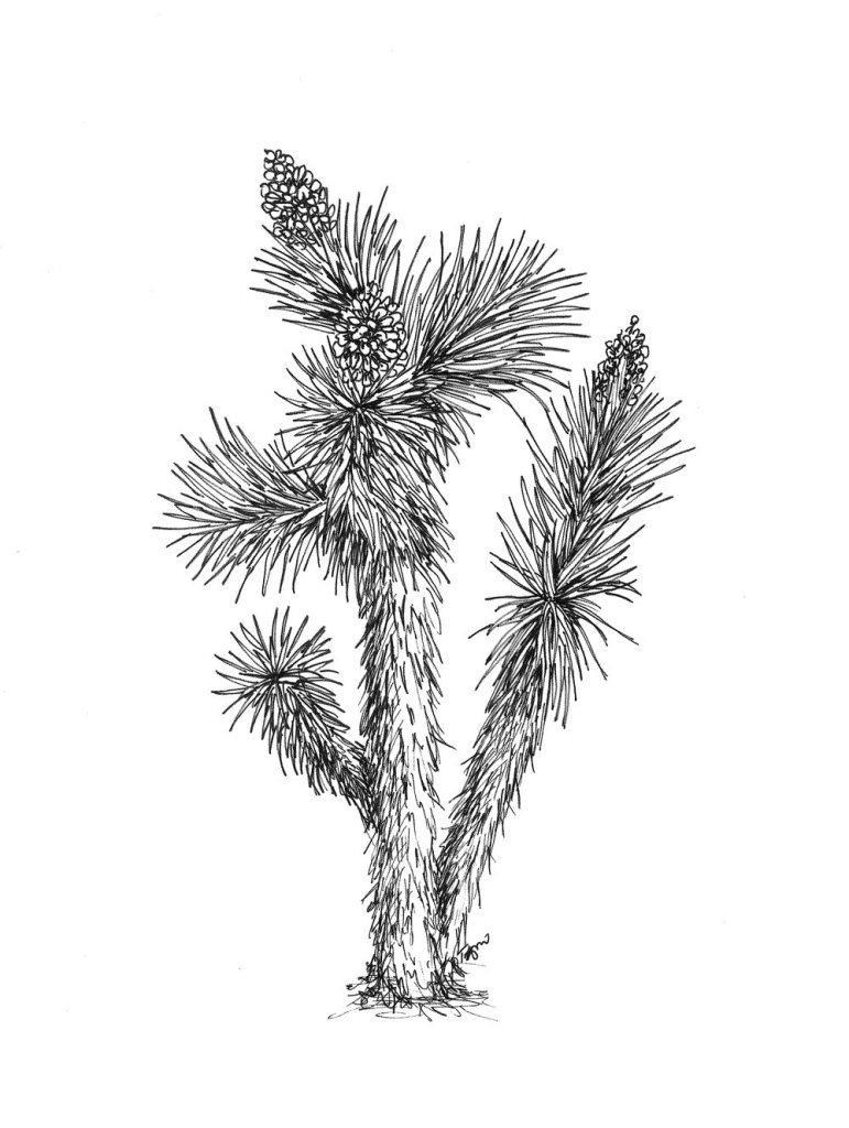 A Joshua Tree drawn in black pen. The tree almost looks fuzzy from all the details on it.