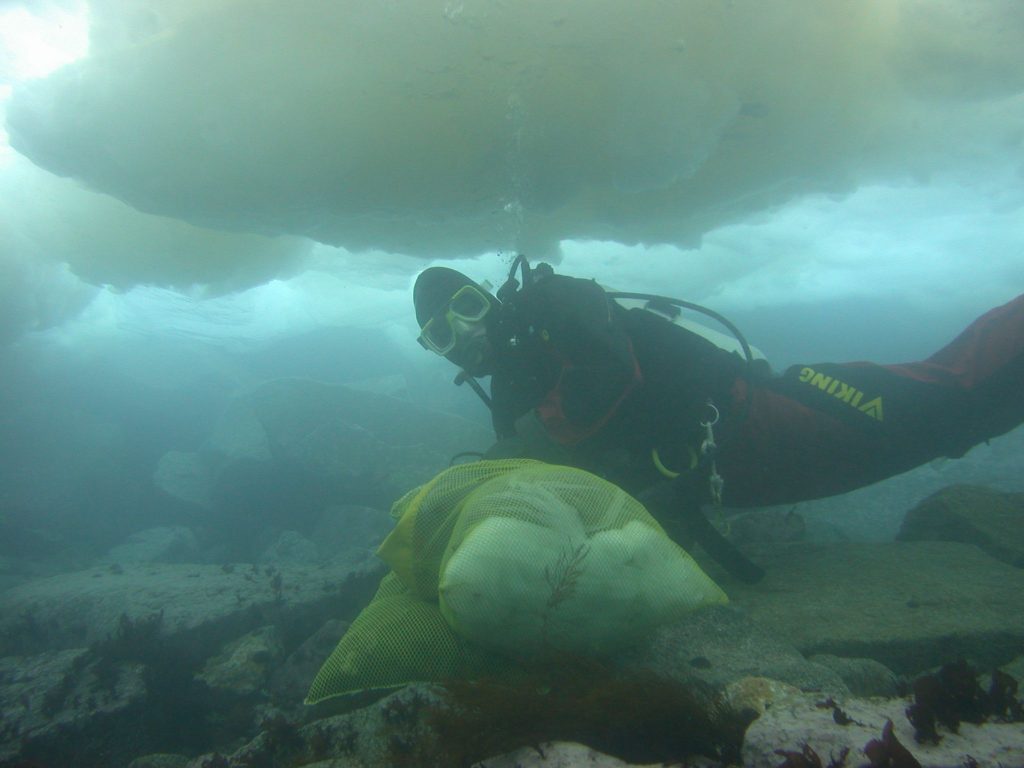 A female diver swimming in a narrow space between the Antarctic seafloor and several feet of sea-ice. She is wearing a red thermal diving suit and carries a yellow collection bag full of unrecognizable specimens.
