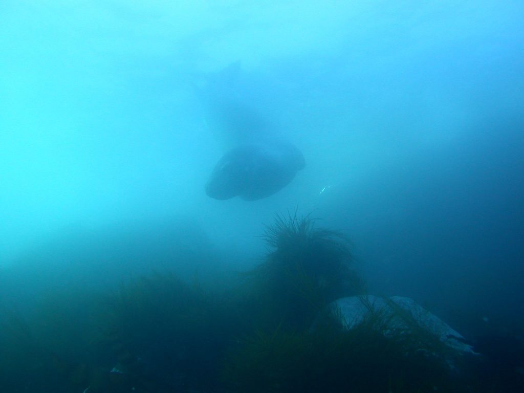 Deep underwater, a half-visible leopard seal hovers over a bed of kelp. Its head is turned towards the viewer, and the rest of its body beyond its torso fades into the background.