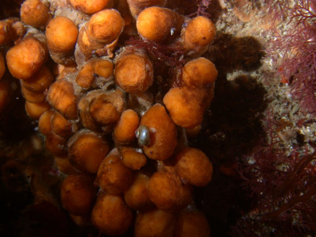 A cluster of more than twenty Synoicum adareanum on the Antarctic seafloor. They are orange and round, and individually resemble a chicken nugget.