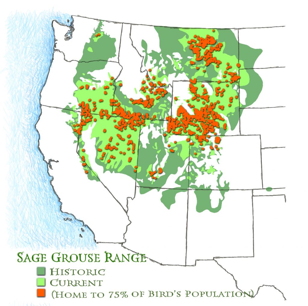 A map of the western half of the United States, demonstrating the current, historic, and most population-dense ranges of the Greater sage grouse. The bird's former range is represented by the color dark green, and takes up the greatest amount of space on the map, and includes the states: Washington, Oregon, California, Idaho, Nevada, Utah, Arizona, New Mexico, Colorado, Montana, Wyoming, Oklahoma, Kansas, and the Dakotas. The bird's current range, represented in light green, takes up a smaller portion of the map, and excludes the states: Kansas, Oklahoma, New Mexico, and Arizona, as well as most of Washington and Colorado. Population hotspots, which are home to at least 75% of the bird's population, are represented by the color orange. The largest concentration of these hotspots are located in Montana and Wyoming, as well as along Nevada's northern borders.