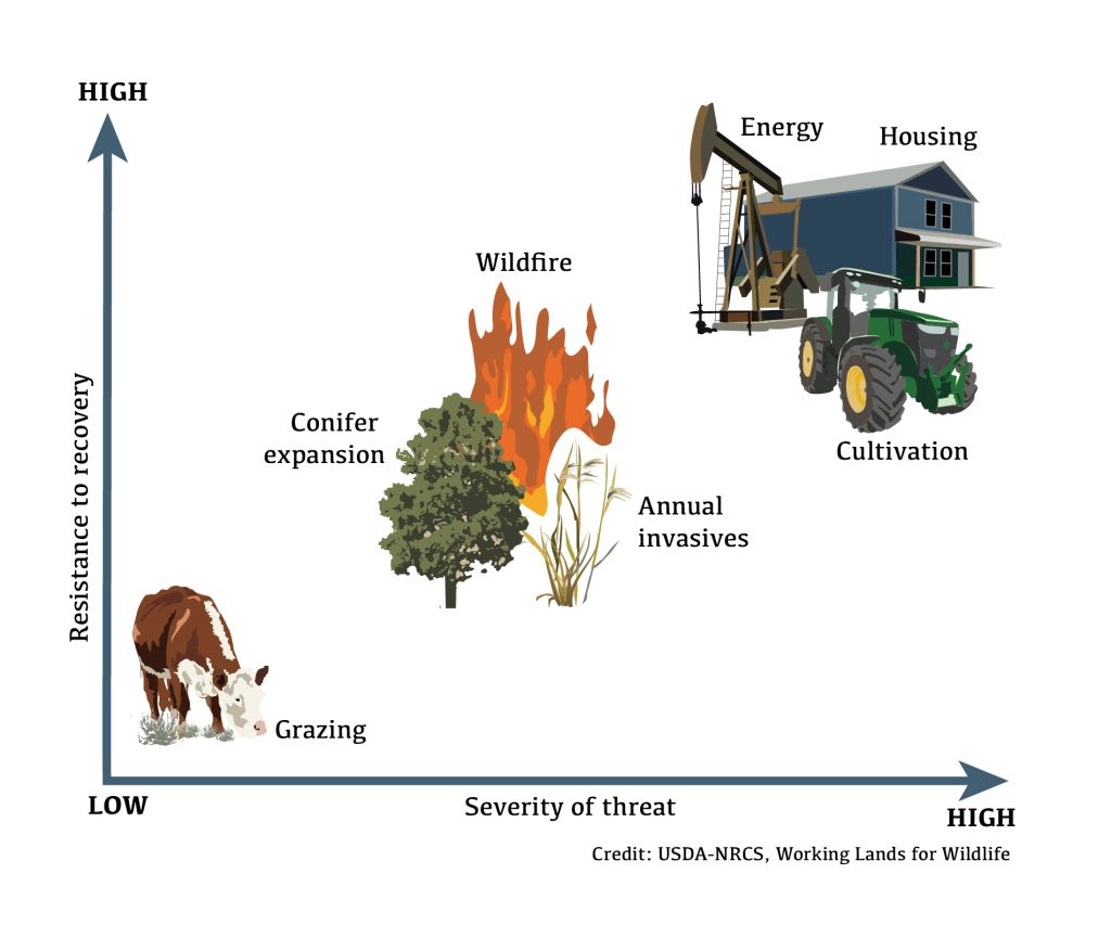 This infographic is a single-quadrant coordinate graph. The x-axis represents the severity of a threat to rangeland ecosystems, and the y-axis represents the threat's resistance to recovery. On the low-low point of the scale, there is a picture of a grazing cow. On the midpoint of the scale, there is a picture of cheatgrass (representing invasive plants), a picture of a tree (representing conifer expansion), and a picture of fire (representing wildfires.) On the high-high end of the scale, there is a picture of an oil pump-jack (representing energy), a house (representing housing developments), and a tractor (representing agricultural cultivation).
