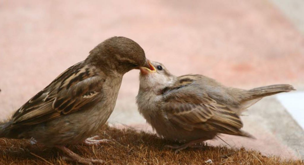 Two birds. One bird is feeding the other by vomiting in its mouth.