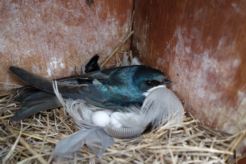 A bird protects some white eggs.