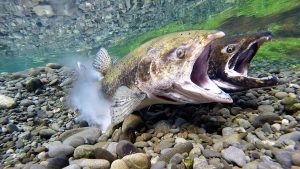 Two Chinook salmon swim in a river with their mouths wide open. The photo is so close to the fish that you can see the details of their eyes and fins.